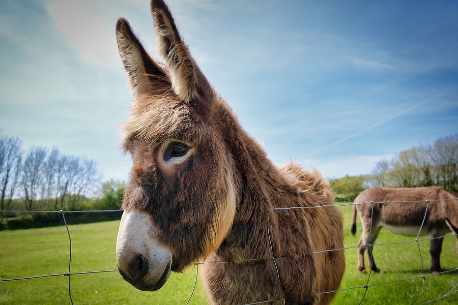camping exmoor, camping north devon, camping somerset
