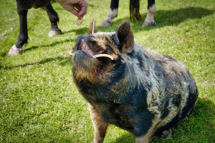 camping exmoor, camping north devon, camping somerset