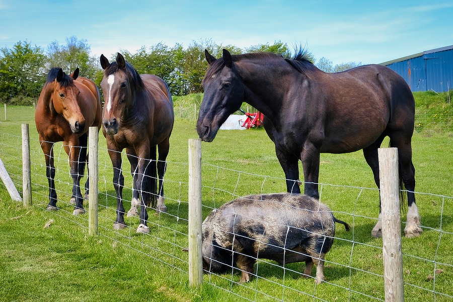 camping exmoor, camping north devon, camping somerset