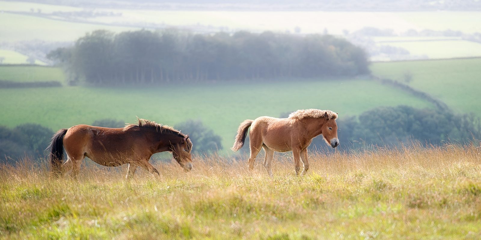 bed breakfast exmoor, b&b exmoor, accommodation exmoor, self catering exmoor, camping exmoor